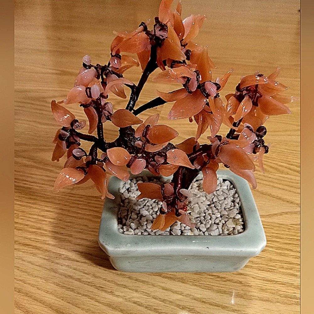 Fake bonsai, money tree